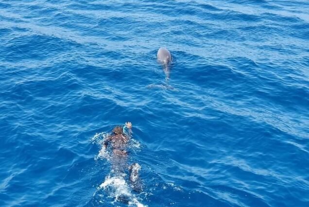Dolphin House Snorkeling Tour